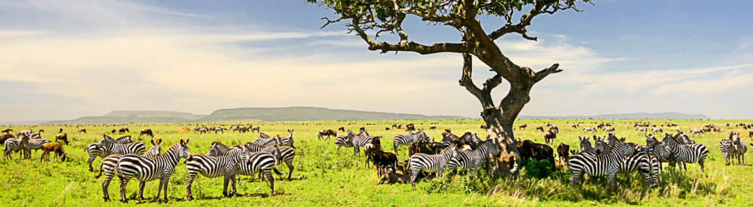 Serengeti2015
