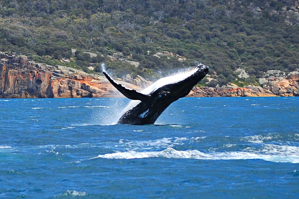 FE-Humpback-Whale