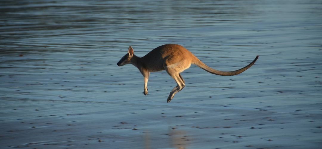 kangaroo-432815_1080x500