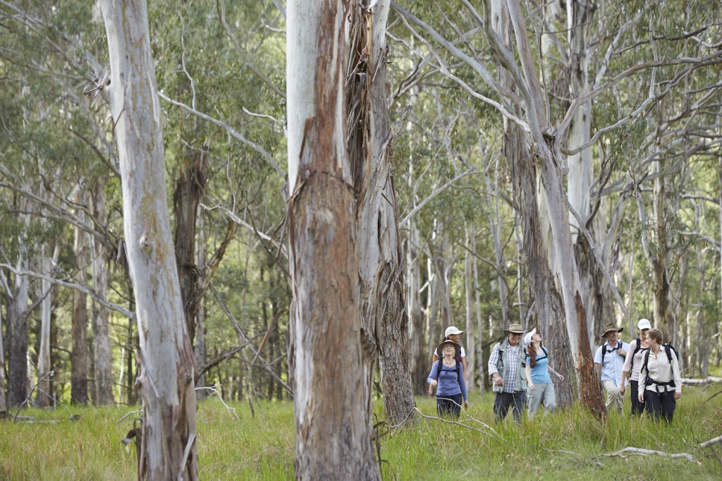 SRT-Walkers_Eucalyptus-Forest-lo-res-1024x682